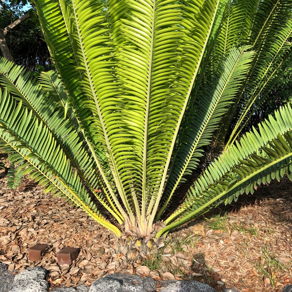 Plant